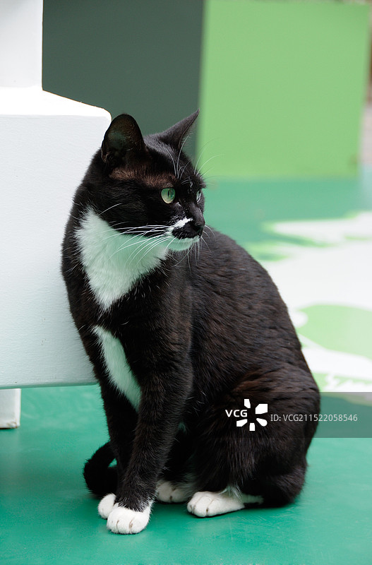 北京观复博物馆观复猫（牛魔王）图片素材