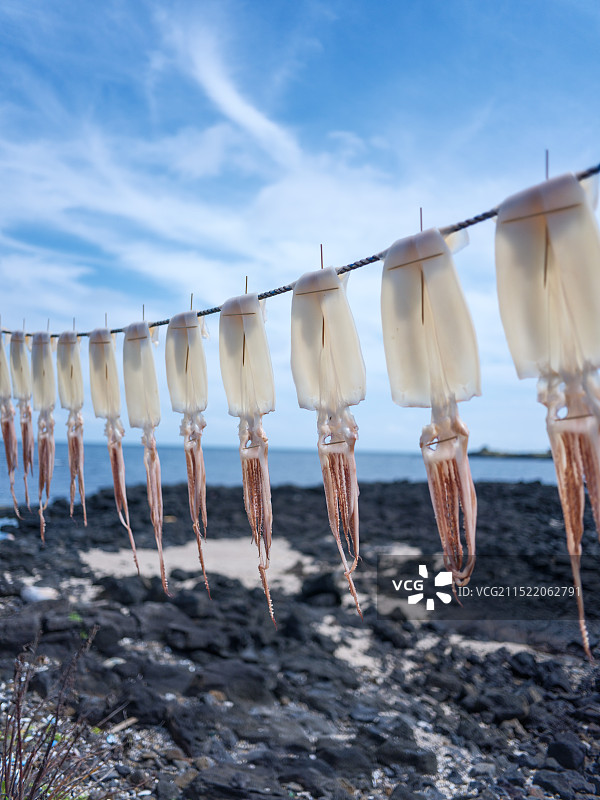 济州岛牛岛晒鱿鱼图片素材