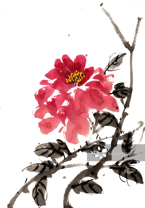 红色的牡丹花图片素材