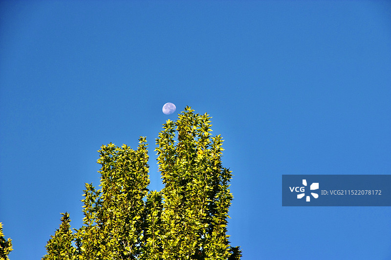 月上枝头图片素材