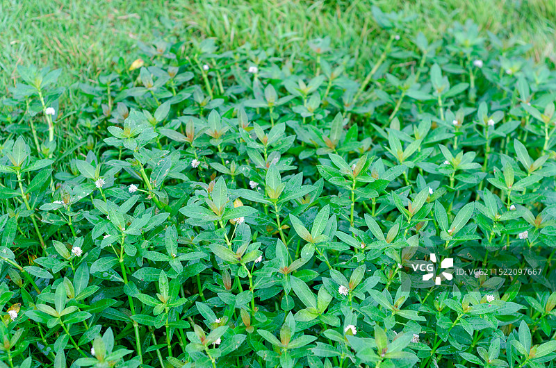 一丛空心莲子草特写图片素材