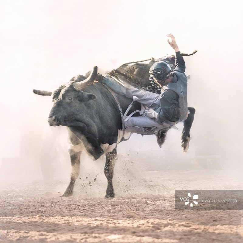 狂野骑牛赛图片素材