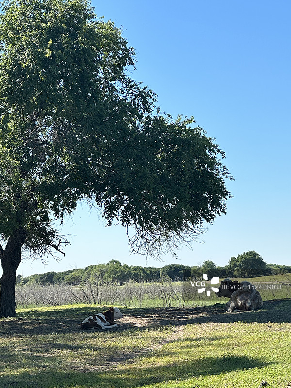 白城向海国家级自然保护区图片素材