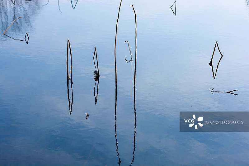 池水中的荷梗图片素材