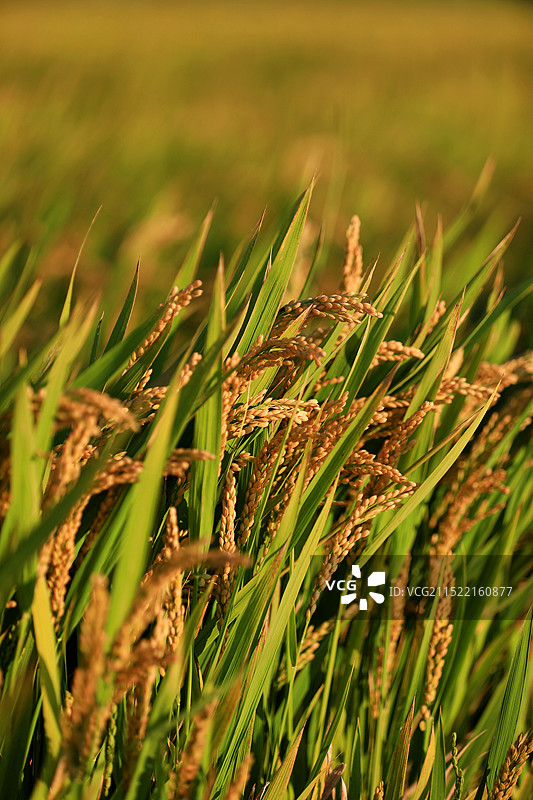 即将成熟的水稻图片素材