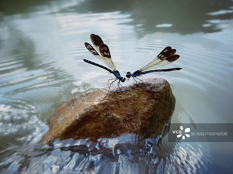 淘气的小色蟌图片素材