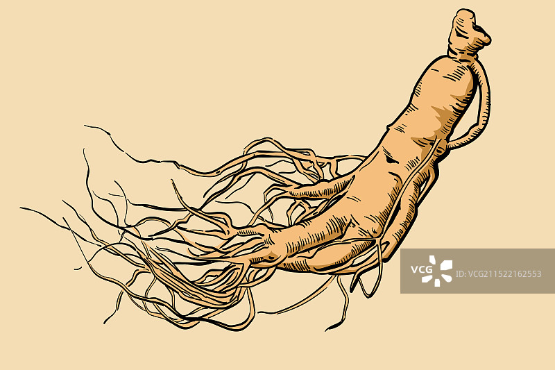 人参党参西洋参彩色插画图片素材