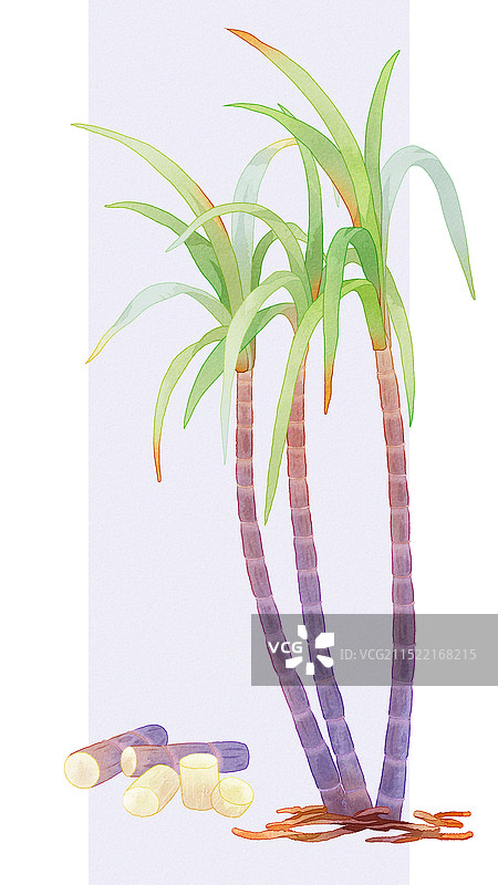 插画节气水果甘蔗水彩图片素材