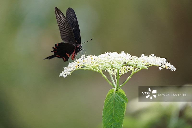 花丛中的蝴蝶图片素材