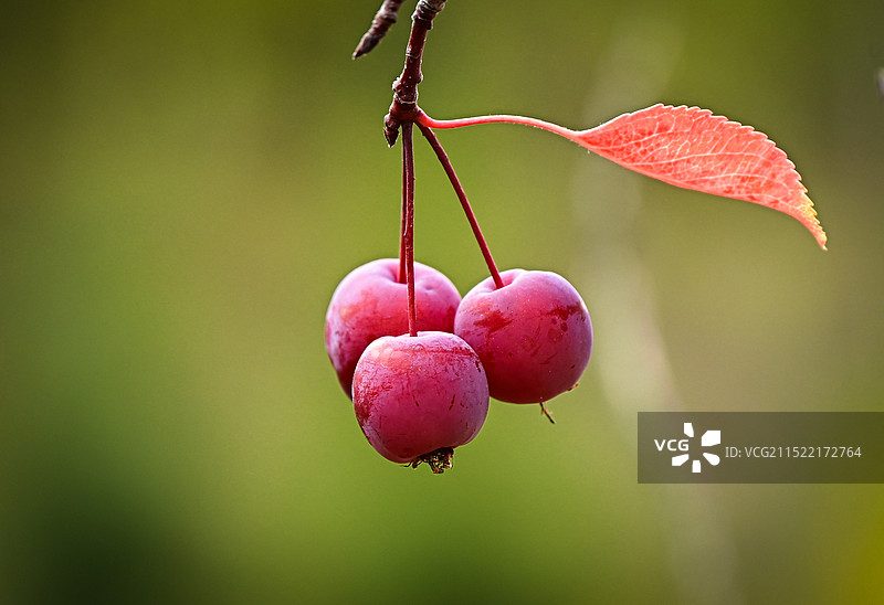 阿勒泰市桦林公园将军山秋景图片素材