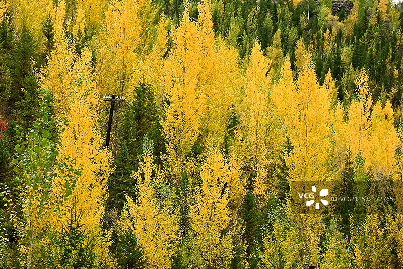 阿勒泰市桦林公园将军山秋景图片素材