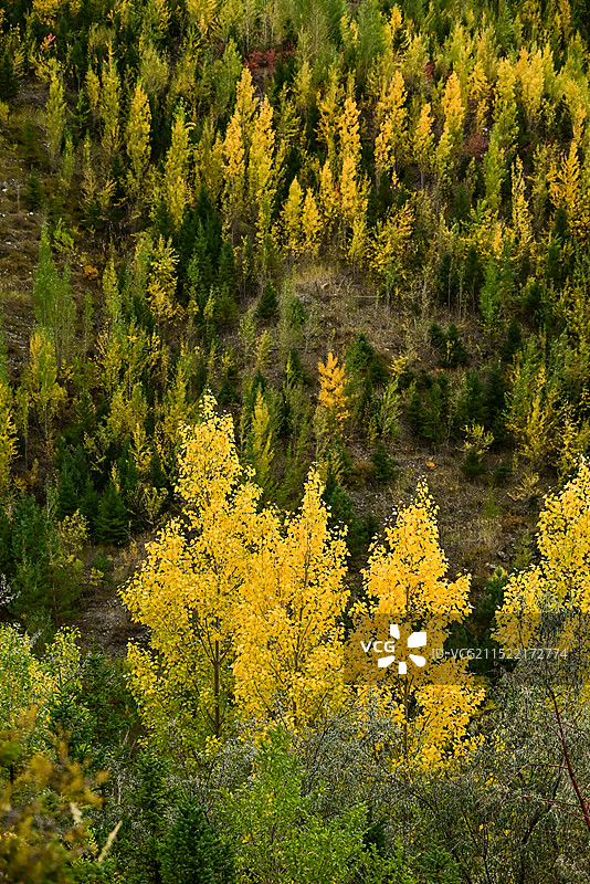 阿勒泰市桦林公园将军山秋景图片素材