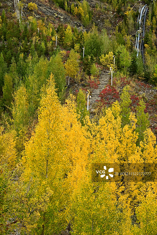 阿勒泰市桦林公园将军山秋景图片素材