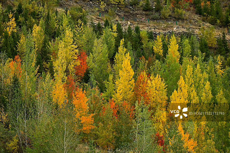 阿勒泰市桦林公园将军山秋景图片素材