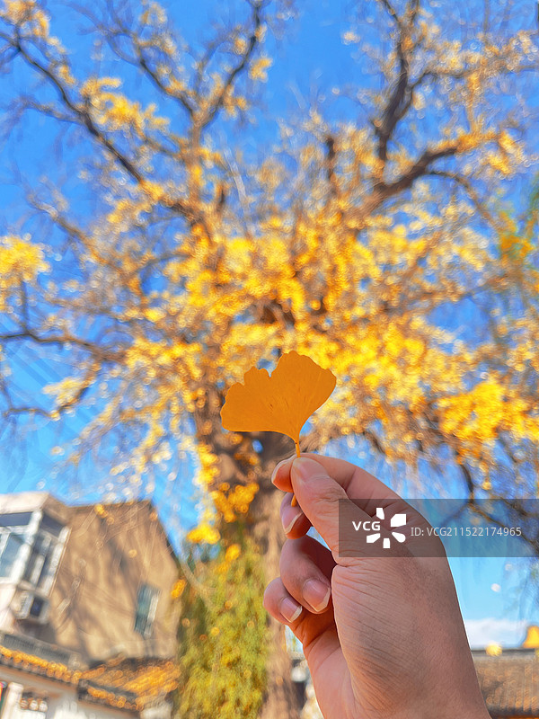 秋天手中的银杏特写图片素材