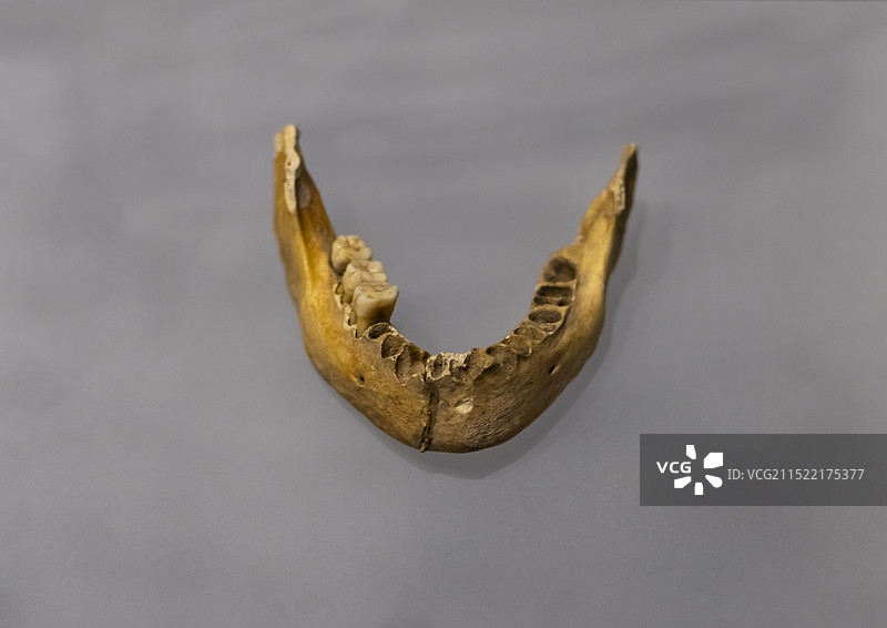 人下颚骨 新石器时代 平坝飞虎山遗址出土 贵州省博物馆图片素材