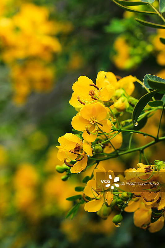 双荚决明小黄花图片素材