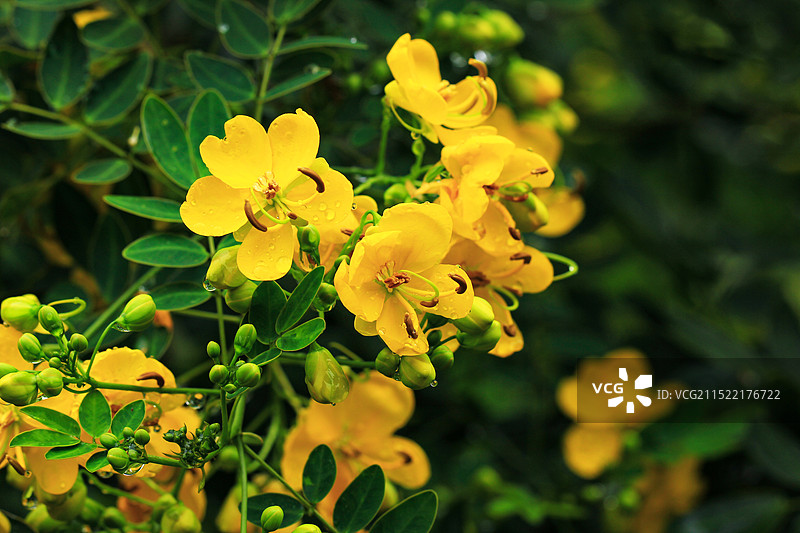 双荚决明小黄花图片素材