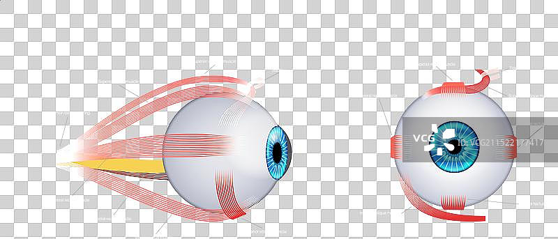 眼外肌解剖图片素材