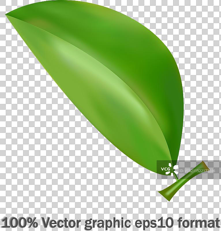 用于logo的隔离背景上的绿叶图片素材