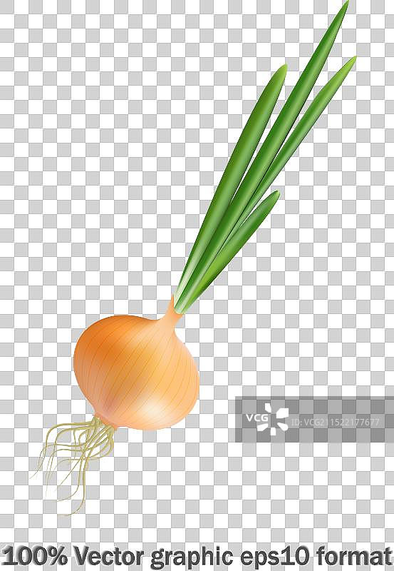 带绿叶的新鲜黄洋葱图片素材