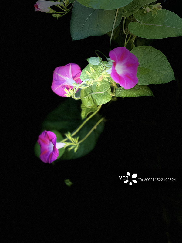 牵牛花(人像摄影）图片素材