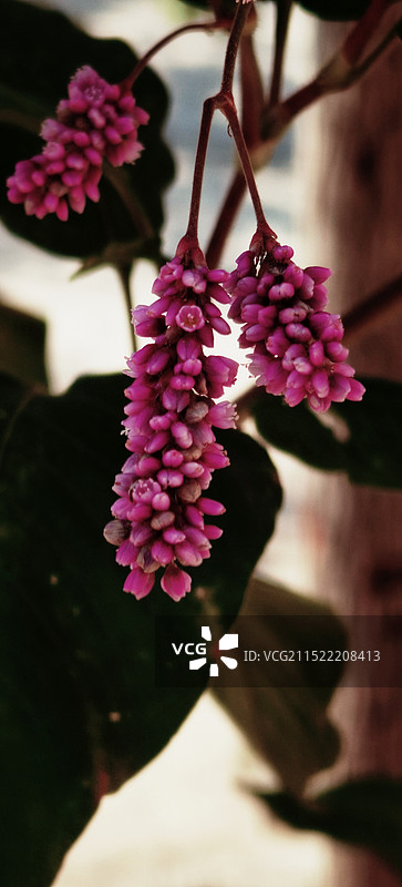 粉红色开花植物特写镜头图片素材