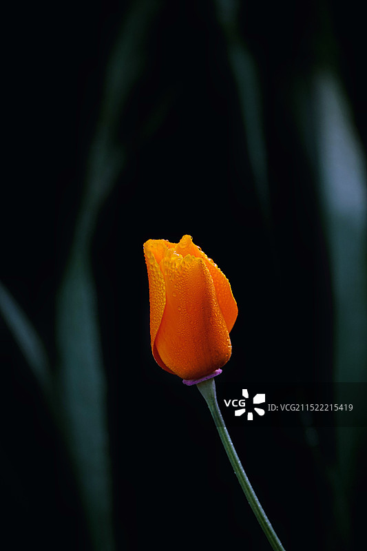 黄色郁金香图片素材