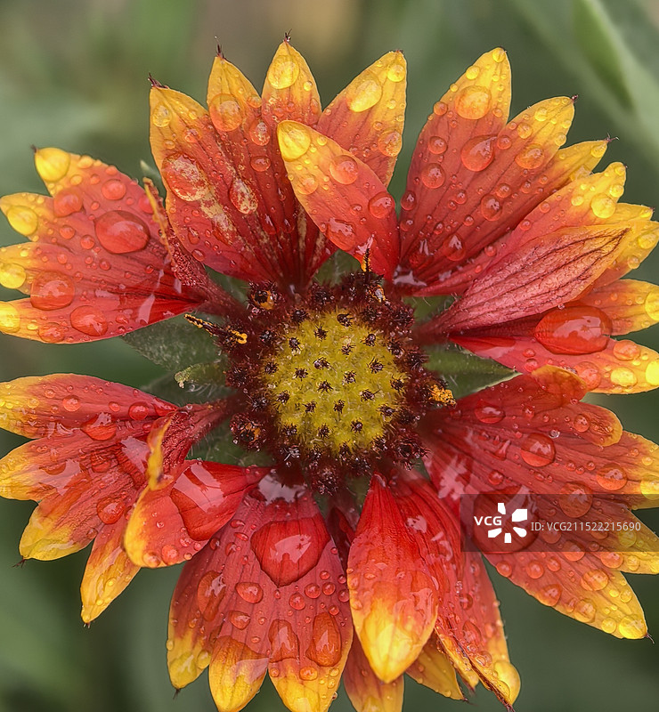 特写雨中宿根天人菊图片素材