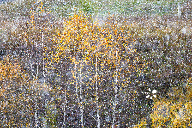 初秋落雪图片素材