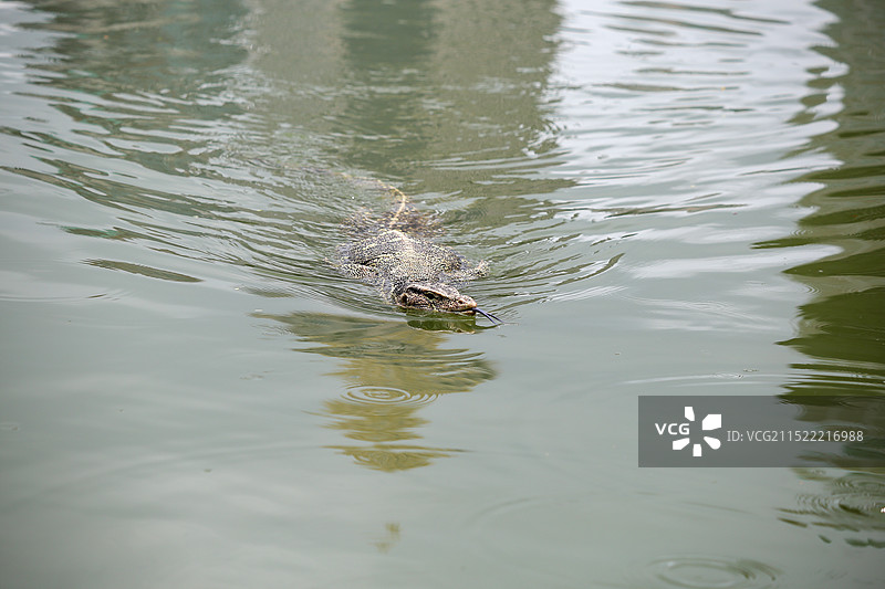 泰国曼谷伦披尼公园里的水巨蜥图片素材