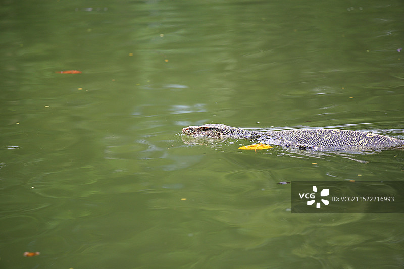 泰国曼谷伦披尼公园里的水巨蜥图片素材