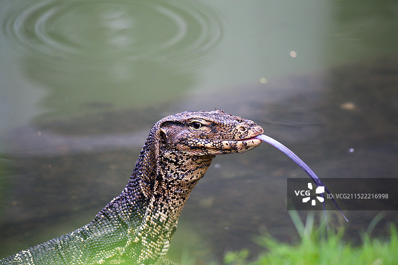 泰国曼谷伦披尼公园里的水巨蜥图片素材