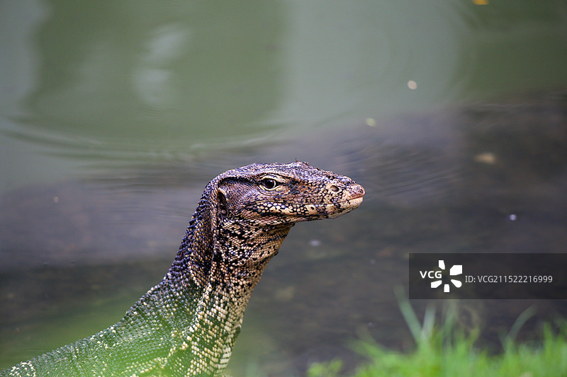 泰国曼谷伦披尼公园里的水巨蜥图片素材