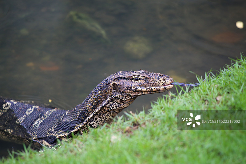 泰国曼谷伦披尼公园里的水巨蜥图片素材