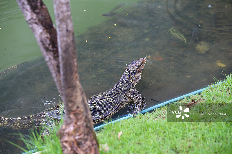 泰国曼谷伦披尼公园里的水巨蜥图片素材