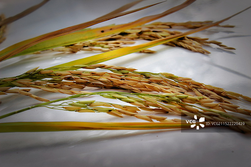 小麦植株特写图片素材