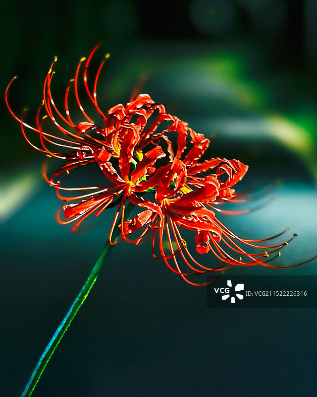 曼珠沙华图片素材