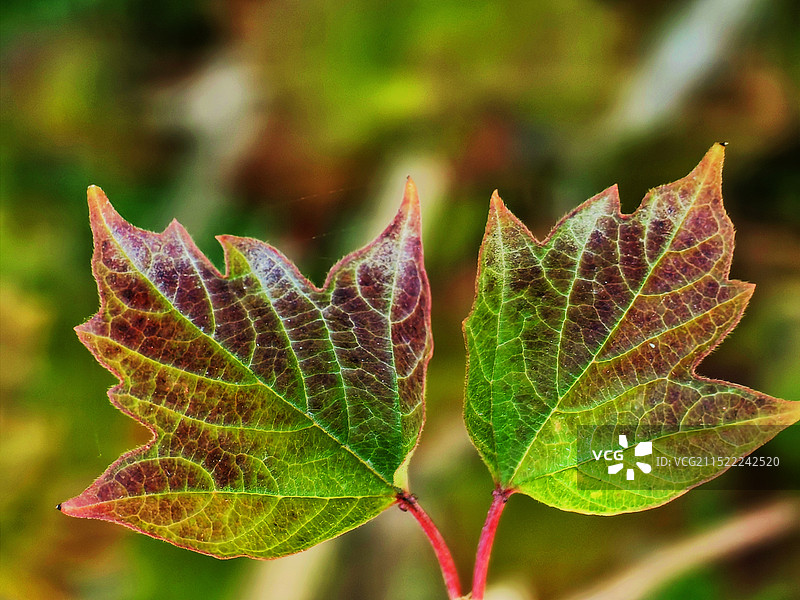 彩色的叶子图片素材