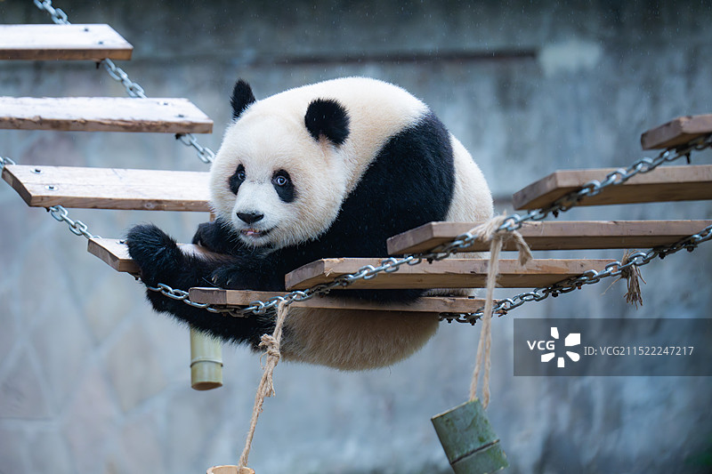 大熊猫国宝熊猫幼崽图片素材