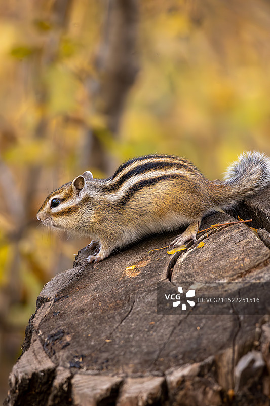 森林小松鼠图片素材