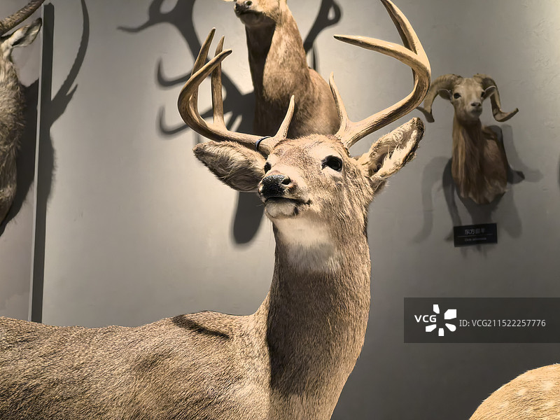 宜昌博物馆动物科普图片素材