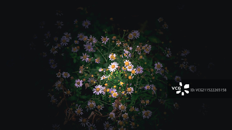 繁花一现思南石林图片素材