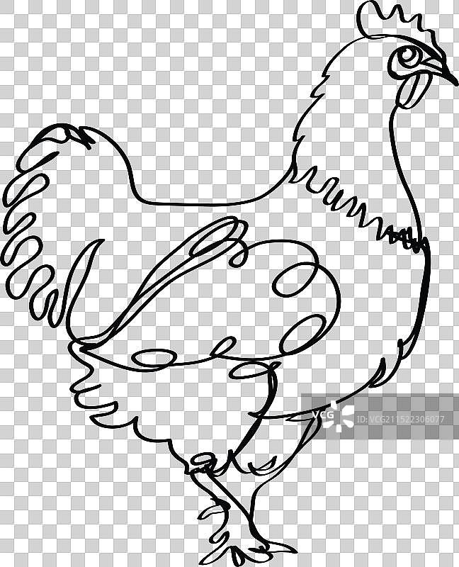 母鸡线条画：连续线条的鸡图片素材
