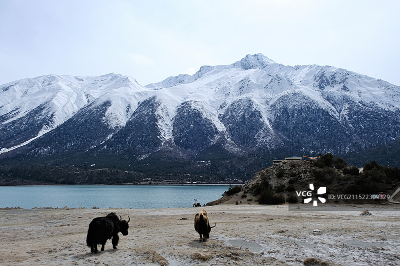 雪山脚下，然乌湖畔图片素材