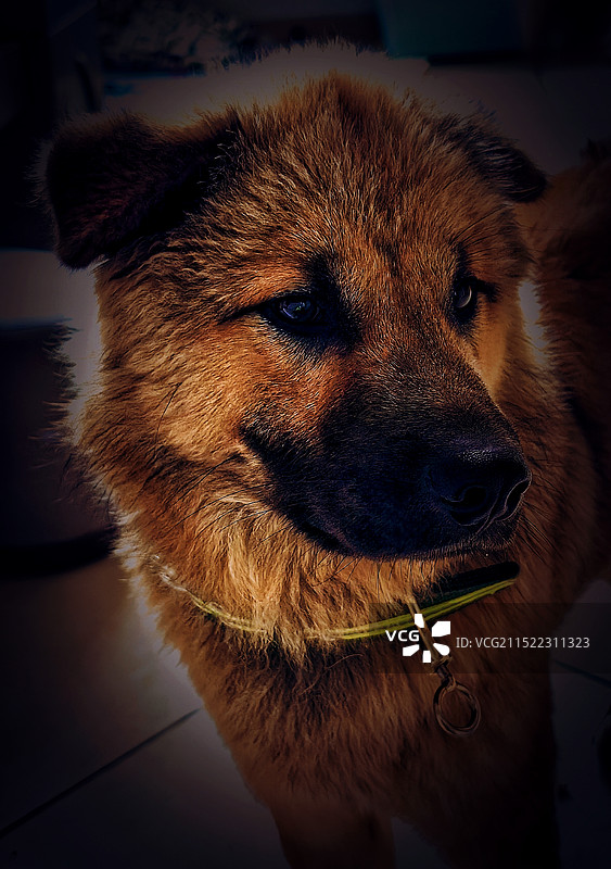 狗的特写肖像图片素材