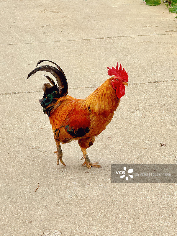 人行道上的公鸡特写镜头图片素材