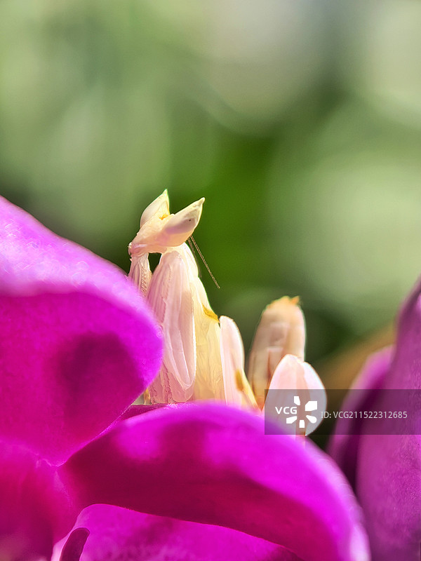 植物上的昆虫特写镜头图片素材