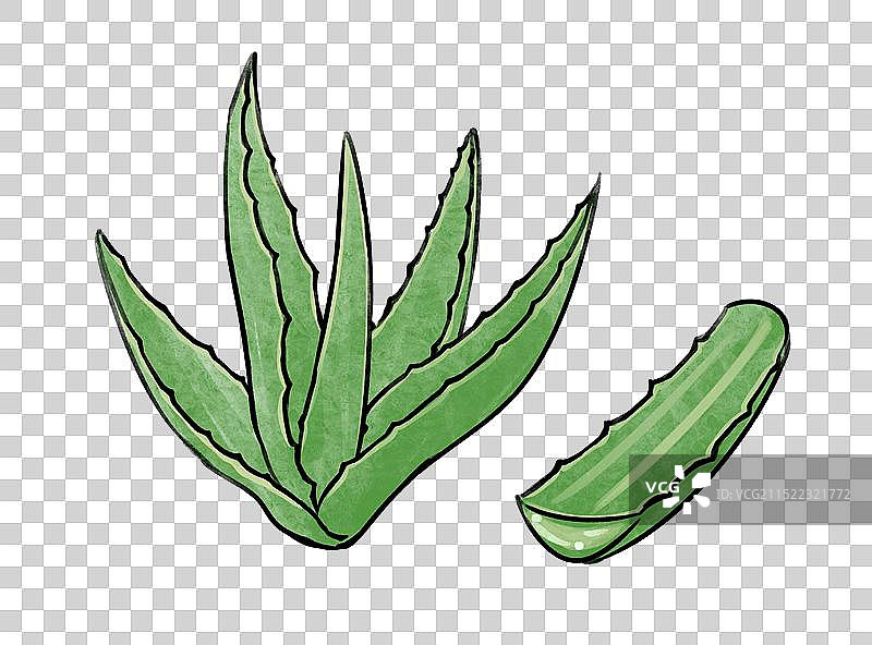 中医药材中药芦荟手绘风格国风插画元素图片素材