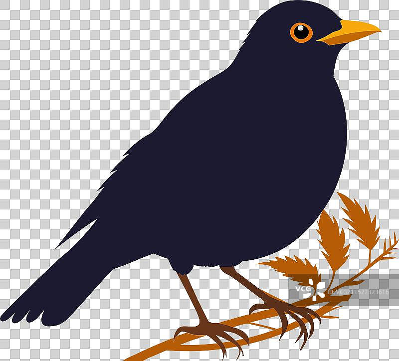 站在树枝上的黑鸟 1图片素材